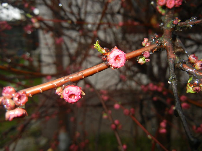 Prunus triloba (2016, March 09) Prunus triloba (2016, March 09)