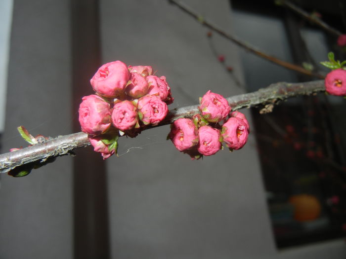 Prunus triloba (2016, March 13)