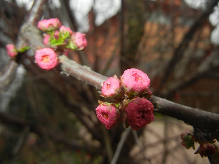 Prunus triloba (2016, March 13) - Prunus triloba