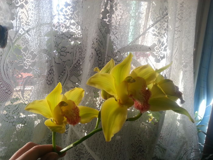 20160317_025015 - De vinzare orhidei