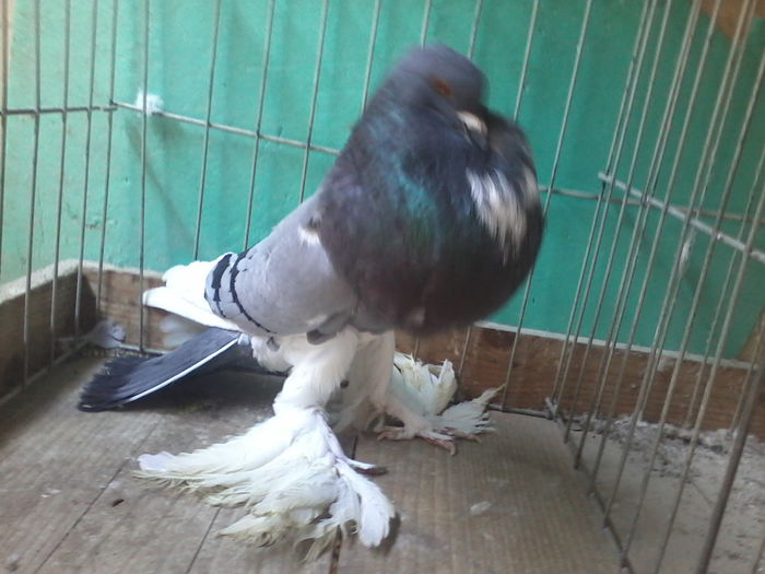MASCUL2015Vandut