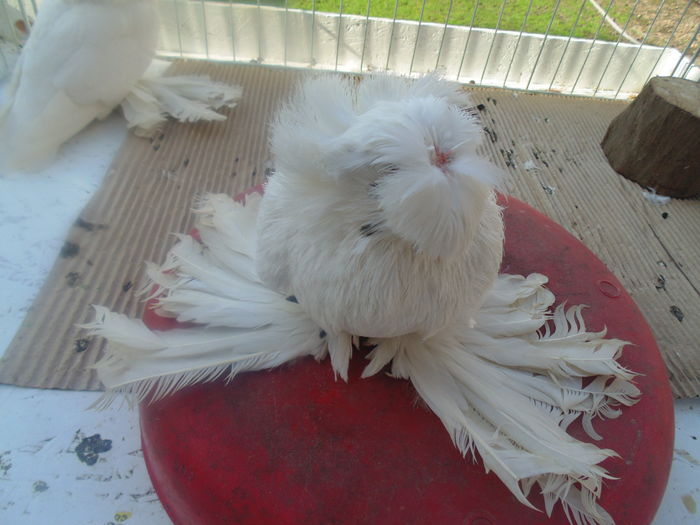 DSC07451 - PERECHI 2016