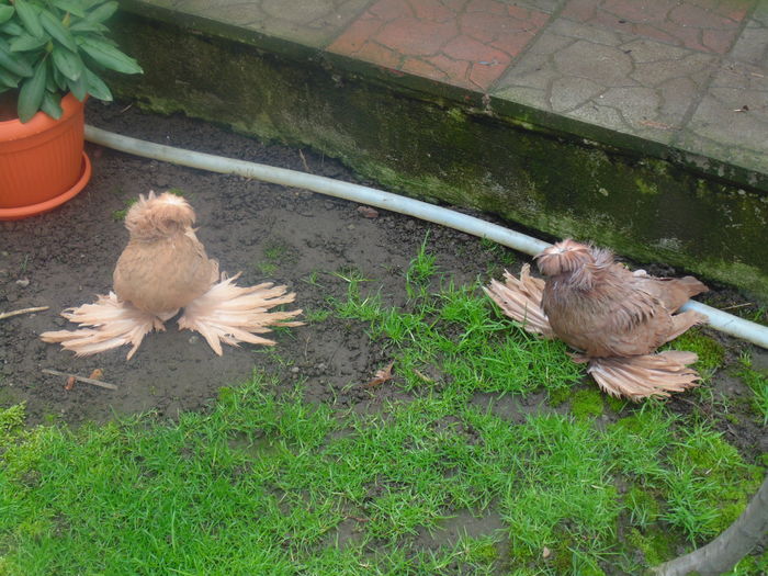 DSC07497 - PERECHI 2016