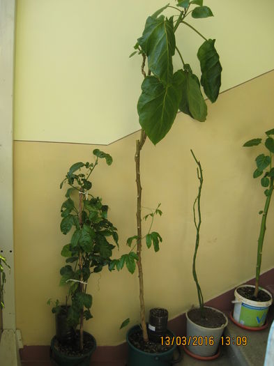 Pas. ligul, Tamarillo, Avocado,Tamarillo