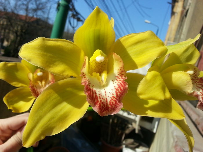 20160317_033349 - De vinzare orhidei