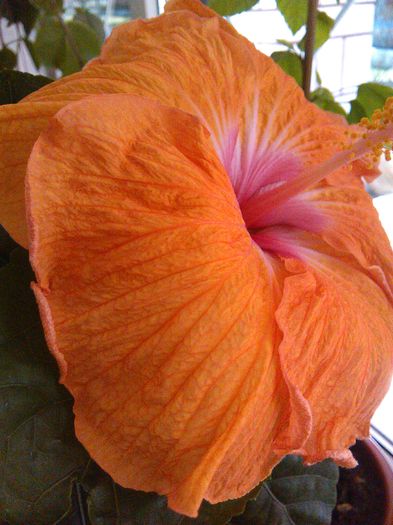 IMG_20160317_123423 - Hibiscus Orange Slush