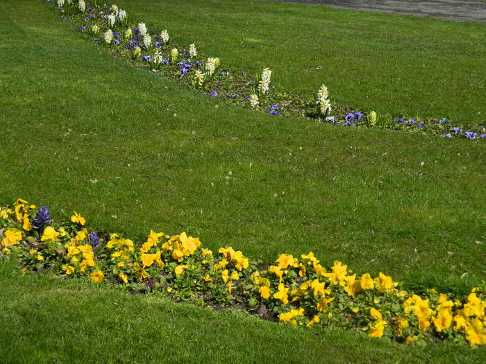 DSCN1014 - 2016 PARCUL BOTANIC TIMISOARA