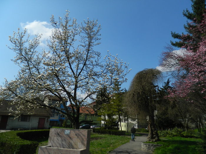 DSCN1027 - 2016 PARCUL BOTANIC TIMISOARA