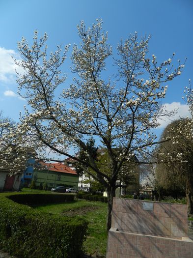 DSCN1028 - 2016 PARCUL BOTANIC TIMISOARA