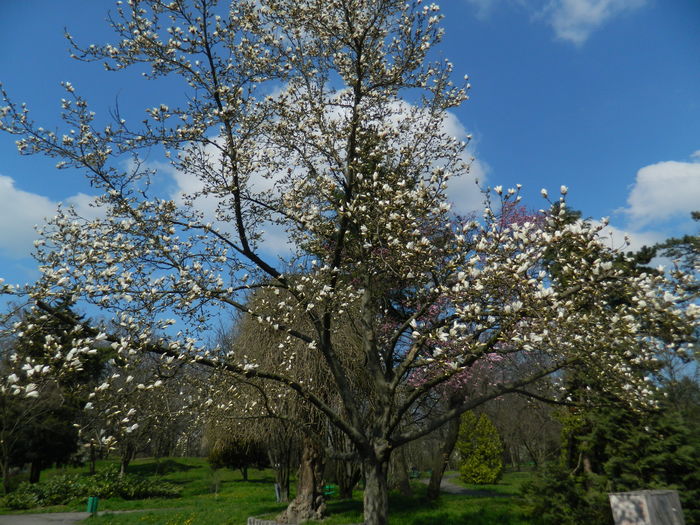 DSCN1029 - 2016 PARCUL BOTANIC TIMISOARA