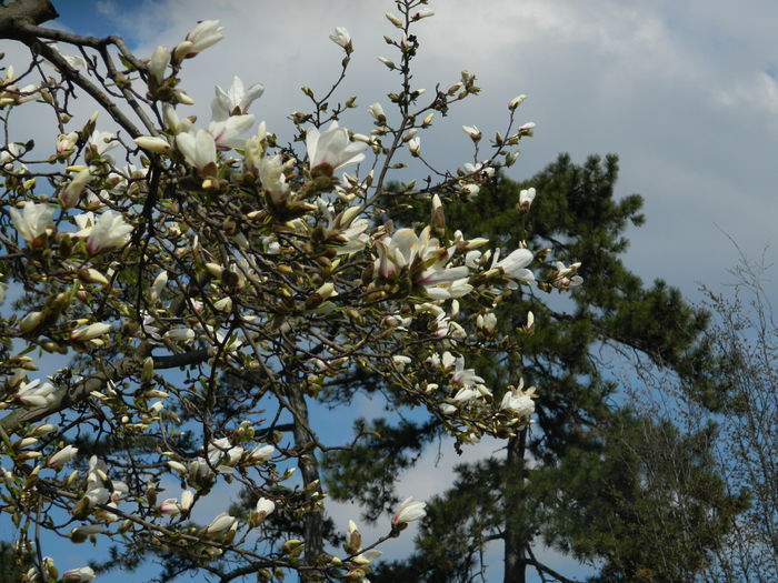 DSCN1031 - 2016 PARCUL BOTANIC TIMISOARA