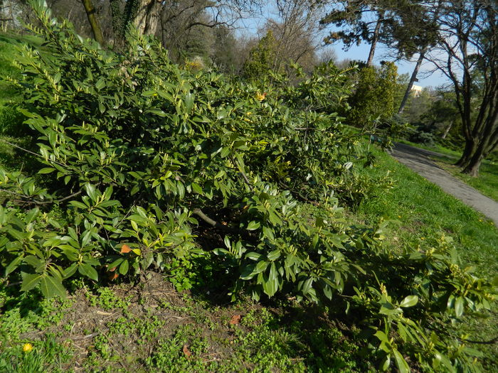 DSCN1035 - 2016 PARCUL BOTANIC TIMISOARA