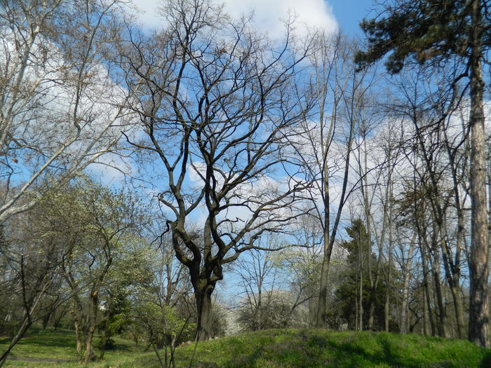 DSCN1046 - 2016 PARCUL BOTANIC TIMISOARA