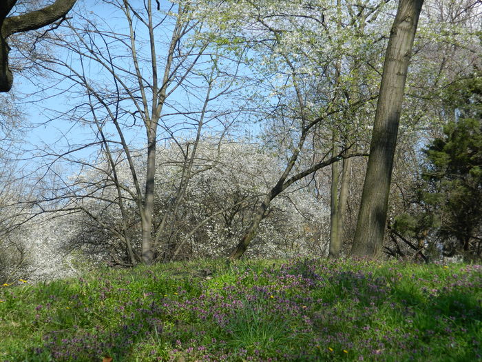 DSCN1047 - 2016 PARCUL BOTANIC TIMISOARA