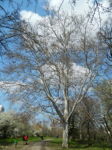 DSCN1049 - 2016 PARCUL BOTANIC TIMISOARA