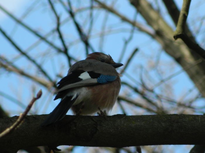 DSCN1060 - 2016 PARCUL BOTANIC TIMISOARA