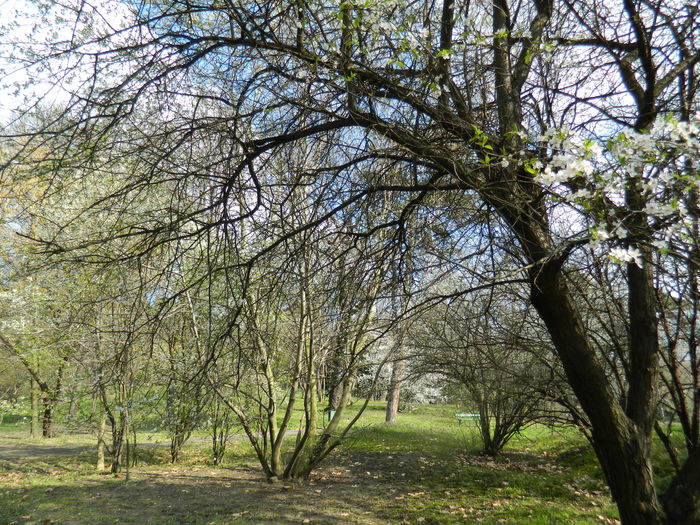 DSCN1062 - 2016 PARCUL BOTANIC TIMISOARA