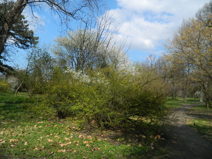 DSCN1064 - 2016 PARCUL BOTANIC TIMISOARA