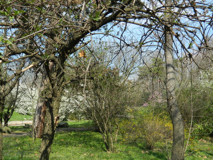 DSCN1071 - 2016 PARCUL BOTANIC TIMISOARA