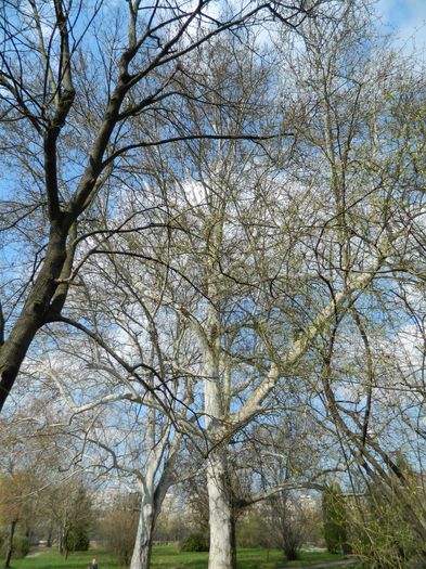 DSCN1072 - 2016 PARCUL BOTANIC TIMISOARA