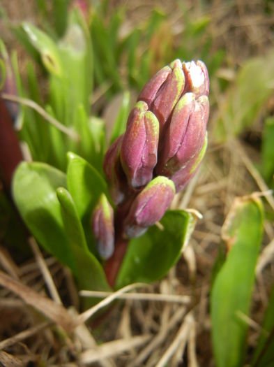 Hyacinth Purple Sensation (2016, Mar.13)