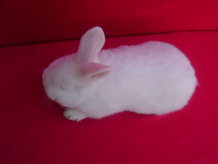 Fem B5 (RO357)-4 Luni - Hlipiceni - BT