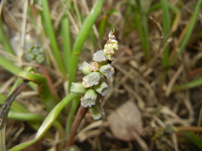 Muscari Golden Fragrance (2016, Mar.13)