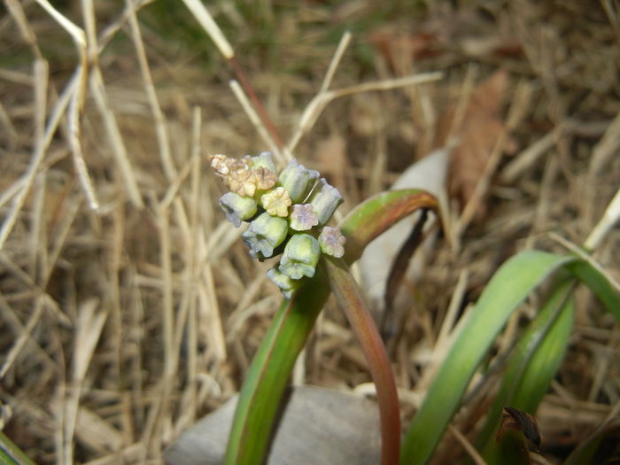 Muscari Golden Fragrance (2016, Mar.13) - Muscari Golden Fragrance