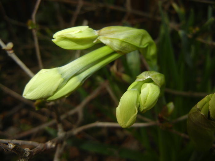 Narcissus Geranium (2016, March 10)