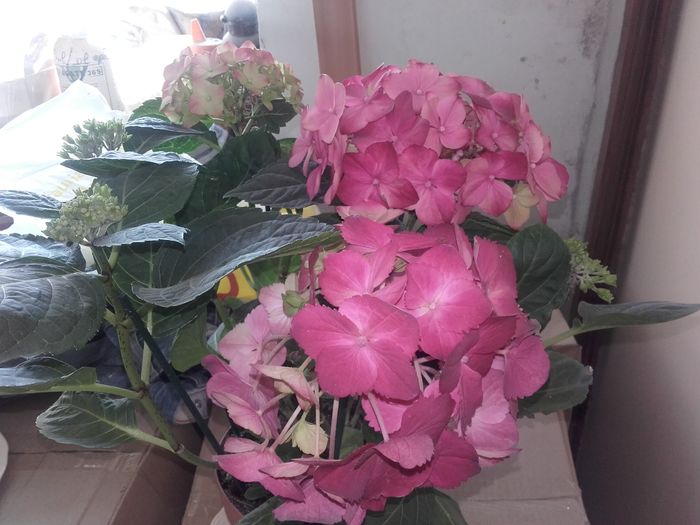 hortensie roșie