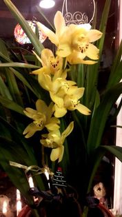 105214741_CWHFODN - orhidee in colectie