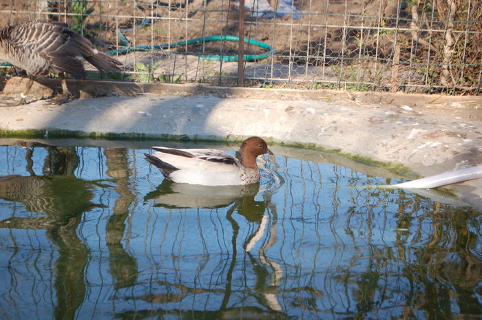 DSC_0269 - Rata de padure australiana - Chenonetta jubata