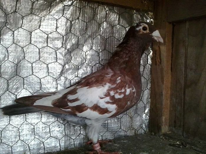  - w Voiajori meulemans