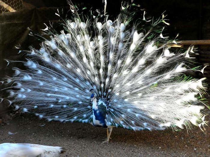 FB_IMG_1457767037248