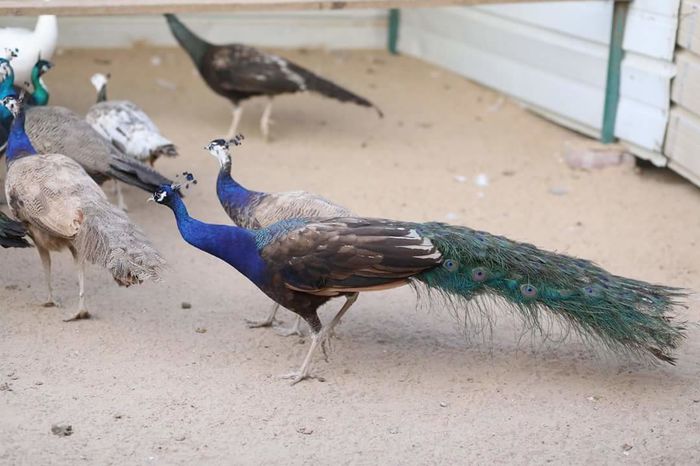 FB_IMG_1458031068975