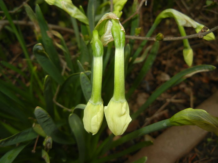 Narcissus Geranium (2016, March 13)