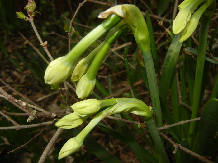Narcissus Geranium (2016, March 13)