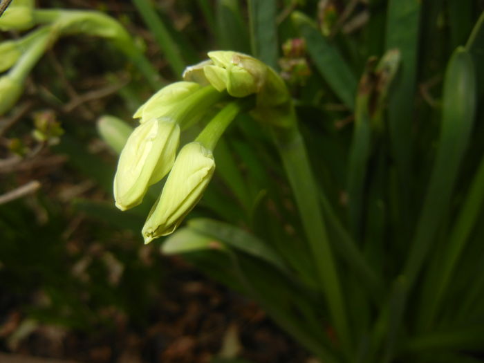 Narcissus Geranium (2016, March 13)