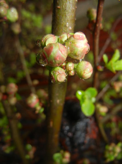 Chaenomeles japonica (2016, March 09)