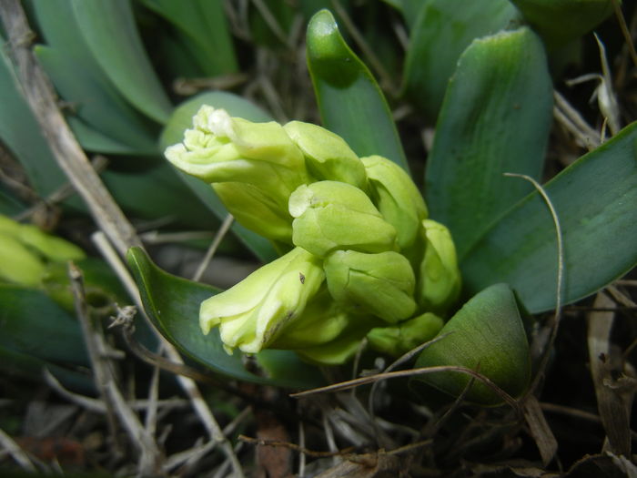 Hyacinth Yellow Queen (2016, March 13)