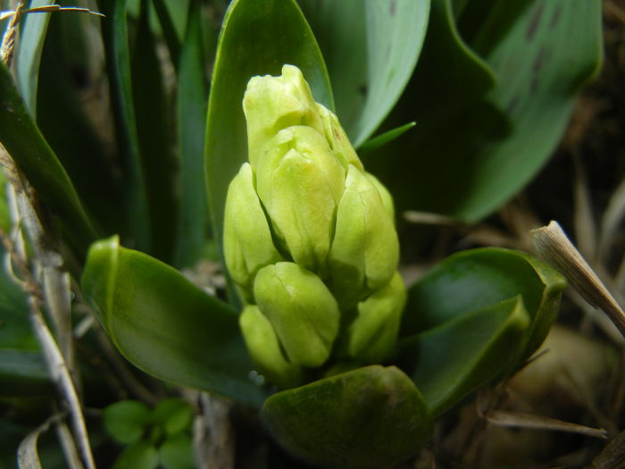 Hyacinth Yellow Queen (2016, March 13)