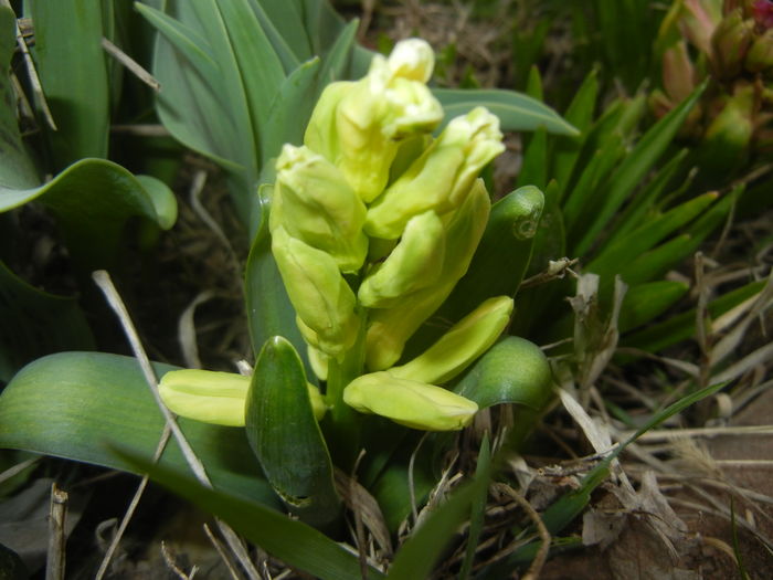 Hyacinth Yellow Queen (2016, March 15)