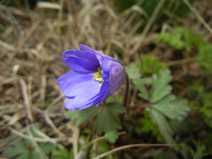 Anemone Blue Shades (2016, March 13)