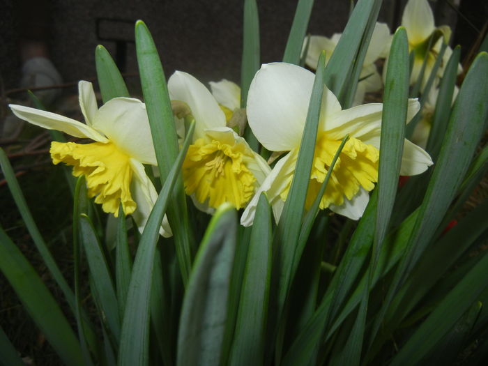 Narcissus Ice Follies (2016, March 13)