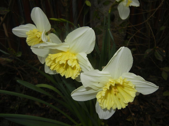 Narcissus Ice Follies (2016, March 13)