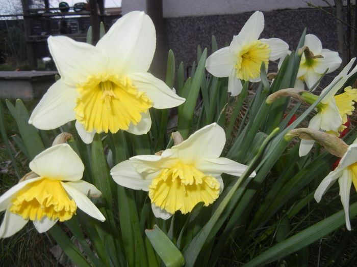 Narcissus Ice Follies (2016, March 14)