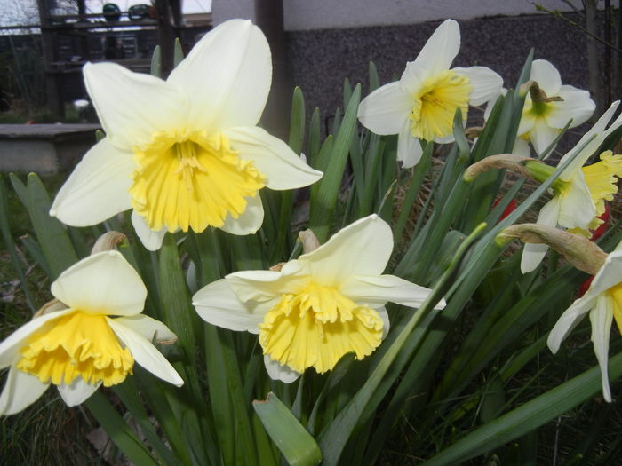 Narcissus Ice Follies (2016, March 14) - Narcissus Ice Follies