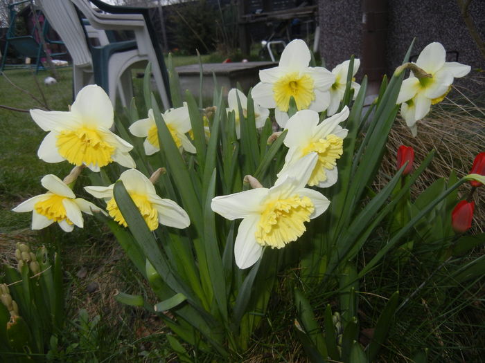 Narcissus Ice Follies (2016, March 14)