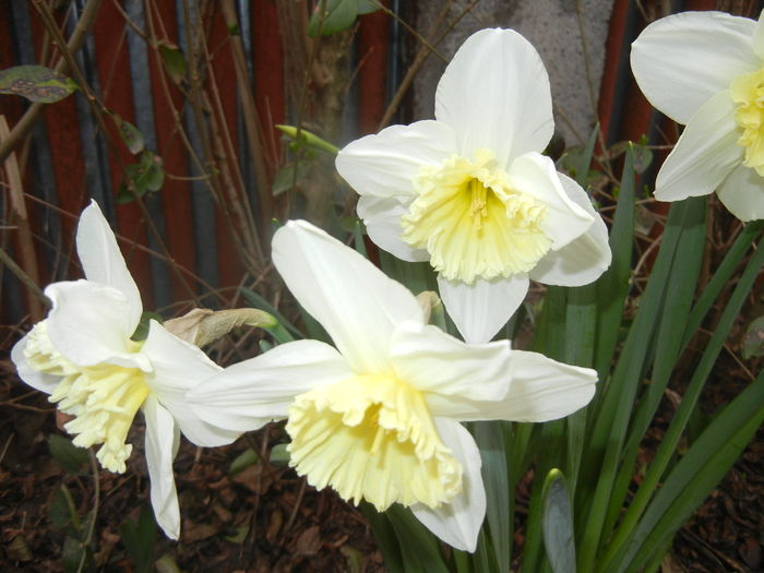 Narcissus Ice Follies (2016, March 15)