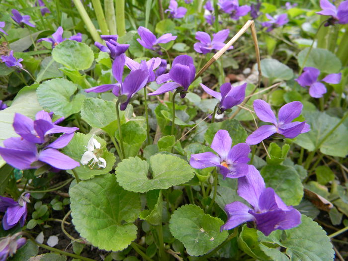 DSCN9083; Topora%u0219i
